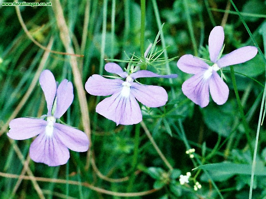 Viola cornuta