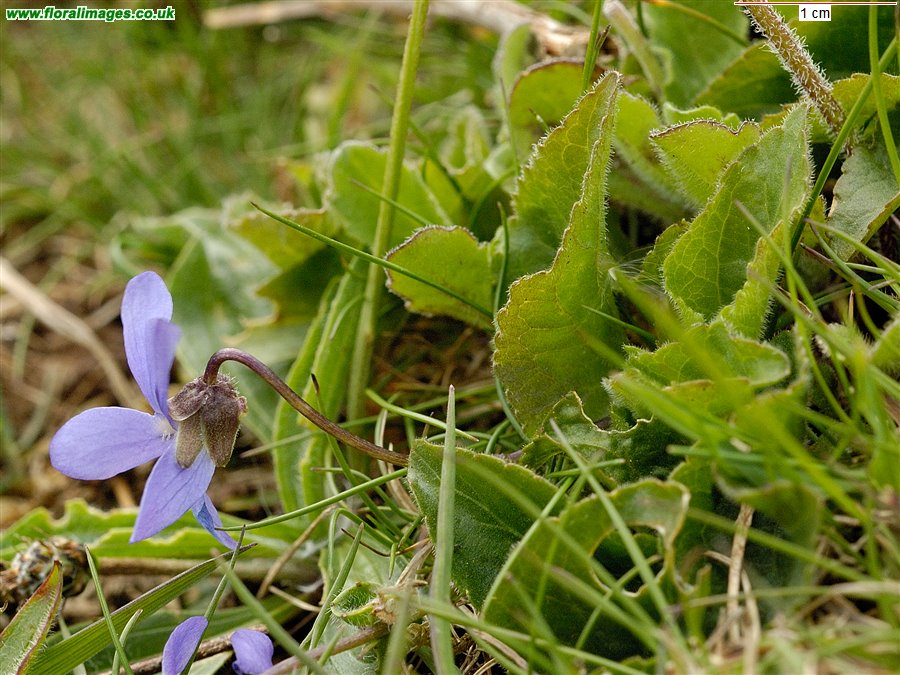 Viola hirta