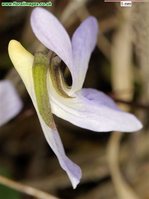 Viola lactea