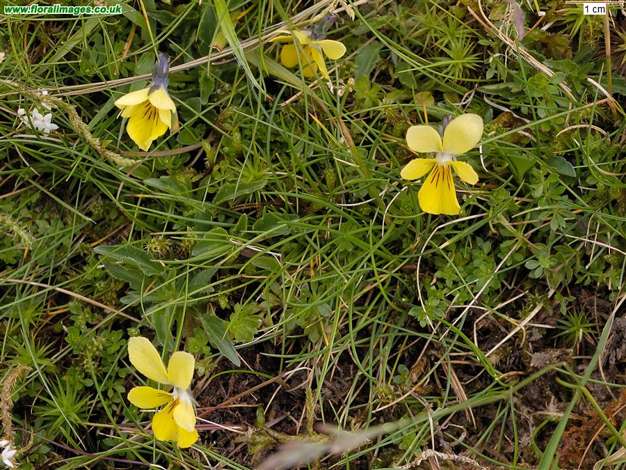 Viola lutea