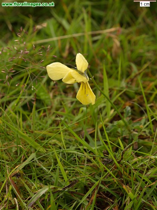 Viola lutea