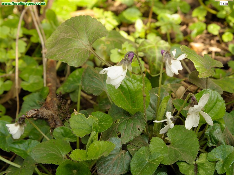 Viola odorata