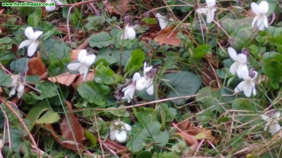 Viola odorata