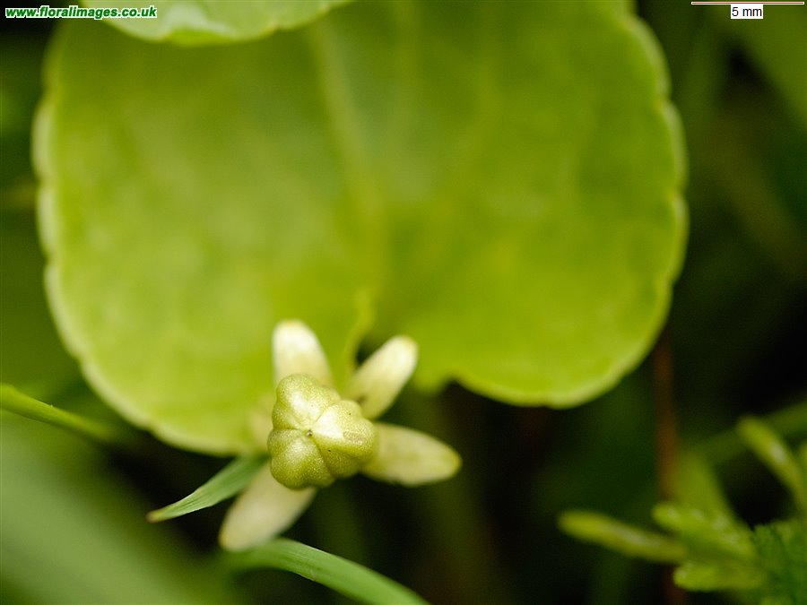Viola palustris
