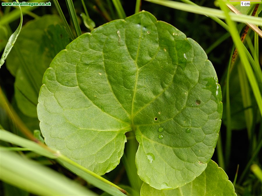 Viola palustris