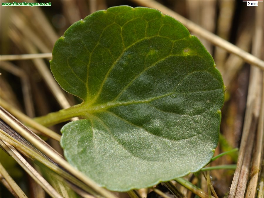 Viola palustris