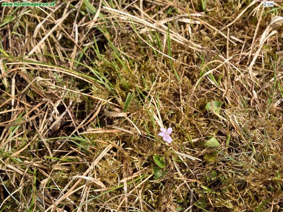 Viola palustris