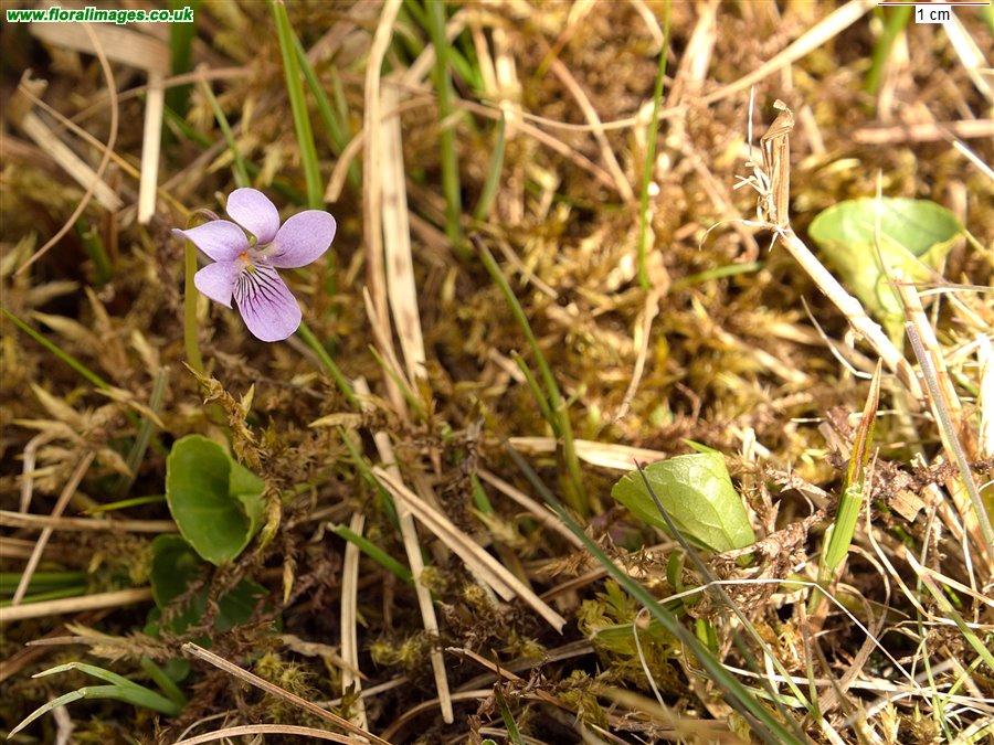 Viola palustris