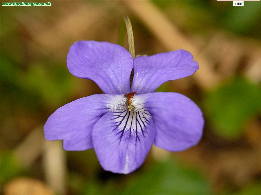 Viola riviniana