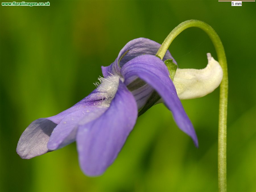 Viola riviniana