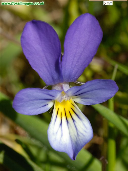 Viola tricolor