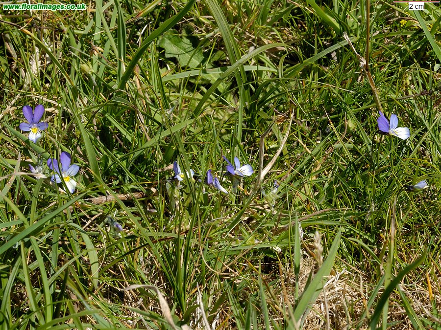 Viola tricolor