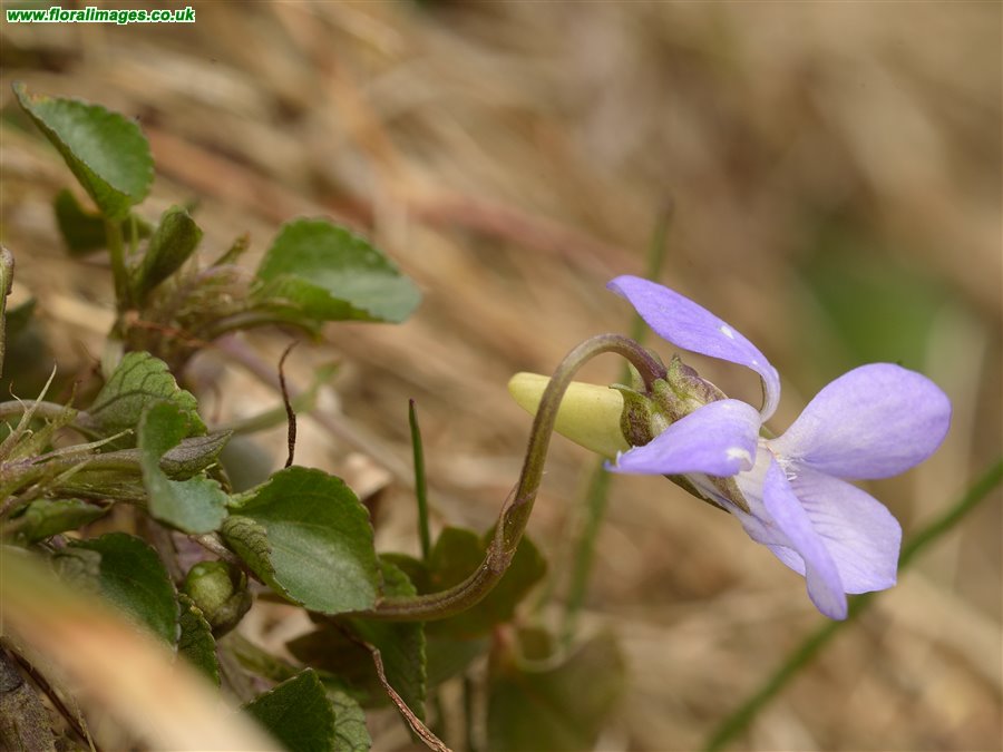 Viola x intersita