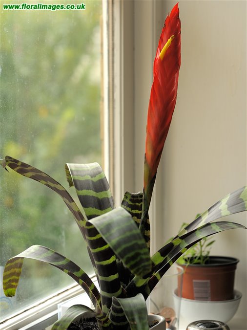 Vriesea sp.