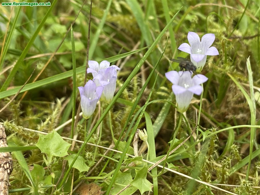 Wahlenbergia hederacea