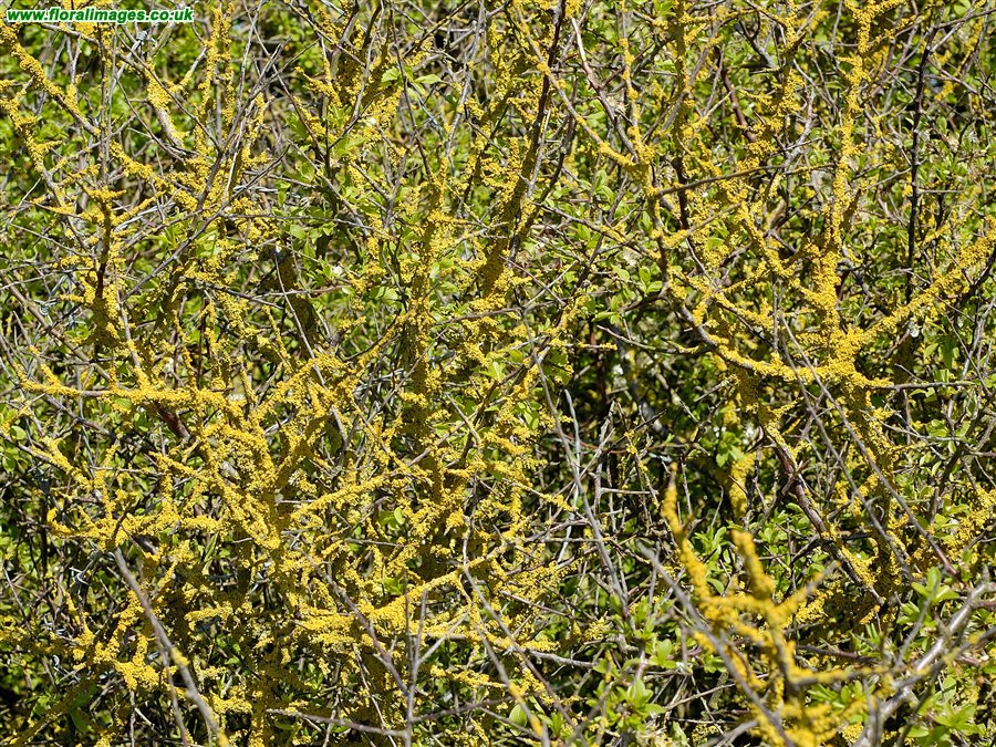 Xanthoria parietina