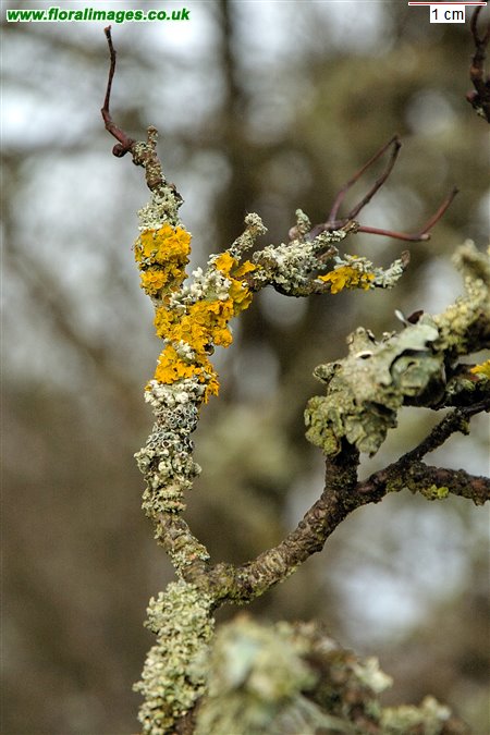 Xanthoria polycarpa