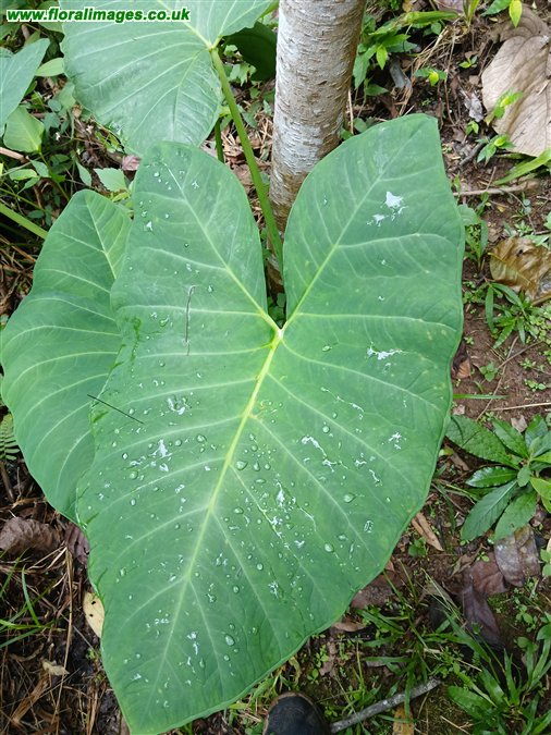 Xanthosoma sagittifolium