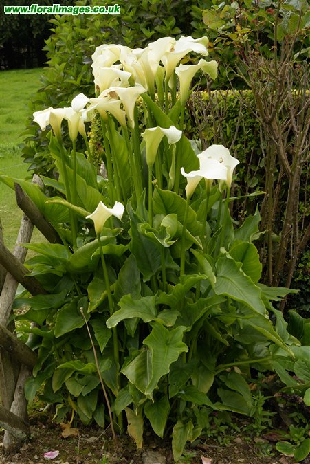 Zantedeschia aethiopica