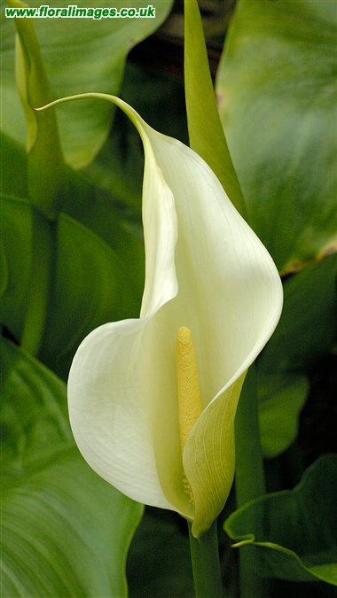 Zantedeschia sp.