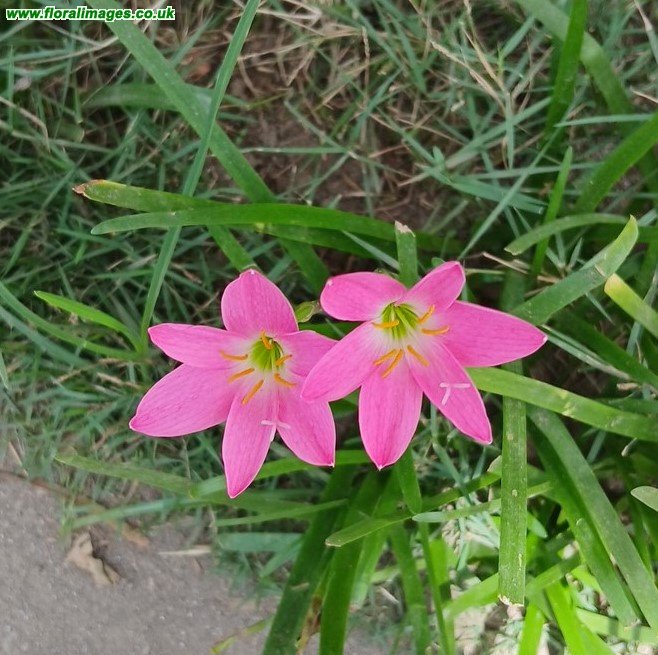 Zephyranthes rosea