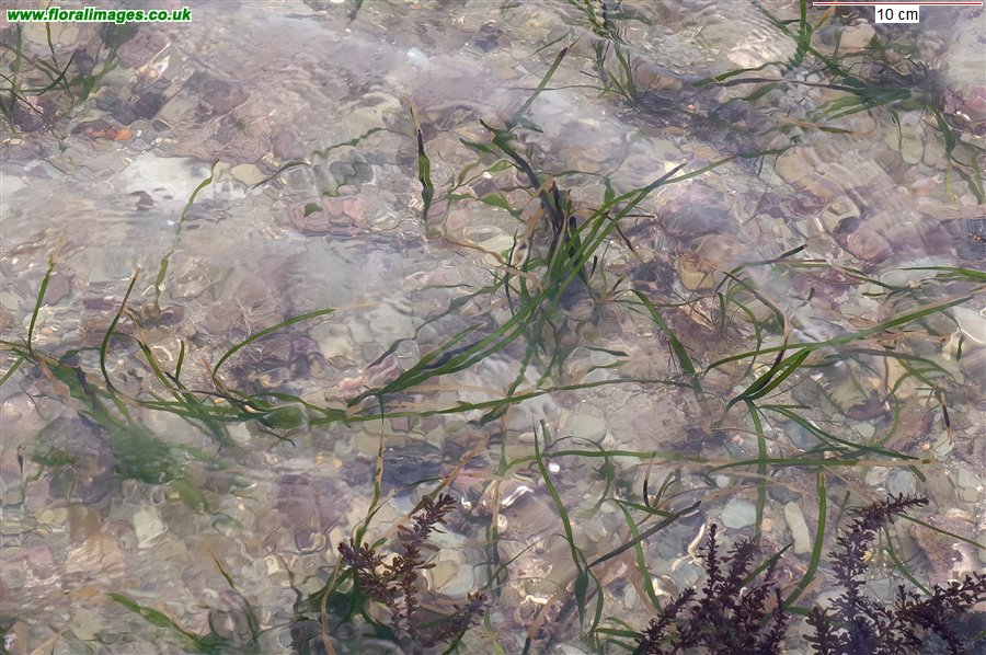 Zostera marina