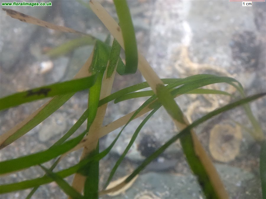 Zostera marina