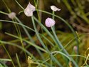 Allium schoenoprasum