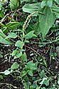 Amaranthus viridus
