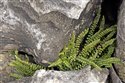 Green Spleenwort