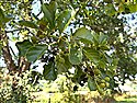 Alder