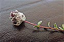 Thyme Gall-mite (guest image)