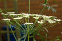 Ammi majus