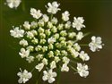 Ammi majus