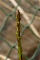 Asparagus verticillatus