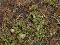 Arenaria serpyllifolia