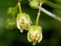 Asparagus verticillatus
