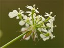 Anthriscus sylvestris