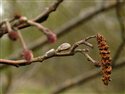 Alnus glutinosa