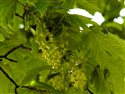 Acer pseudoplatanus