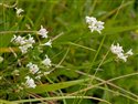 Asperula cynanchica