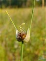 Allium oleraceum