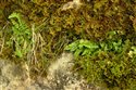 Asplenium viride