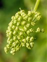 Angelica archangelica