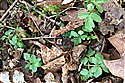 Adoxa moschatellina