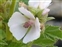 Littoral sediment, Althaea officinalis