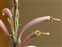The Asparagus family, Asparagaceae, Agave parviflora