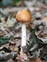 Pluteaceae, Amanita fulva