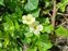 Taxonomic plant kingdom, Asystasia gangetica