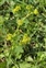Taxonomic plant kingdom, Alchemilla xanthochlora